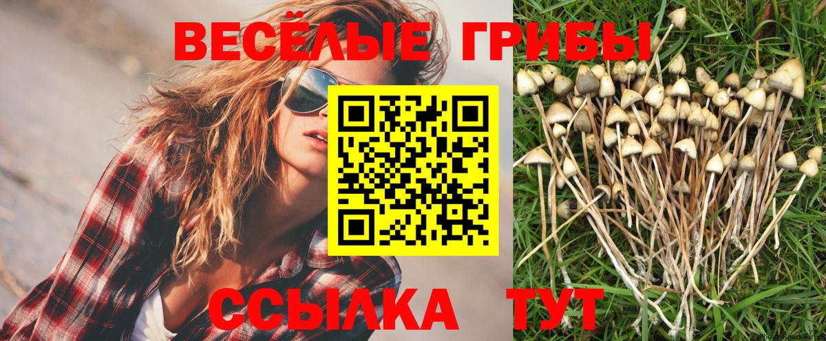 Псилоцибиновые грибы Psilocybe Фурманов